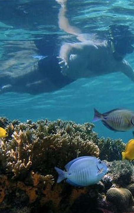 MNEMBA_ISLAND _DOLPHINS_AND_SNORKELING